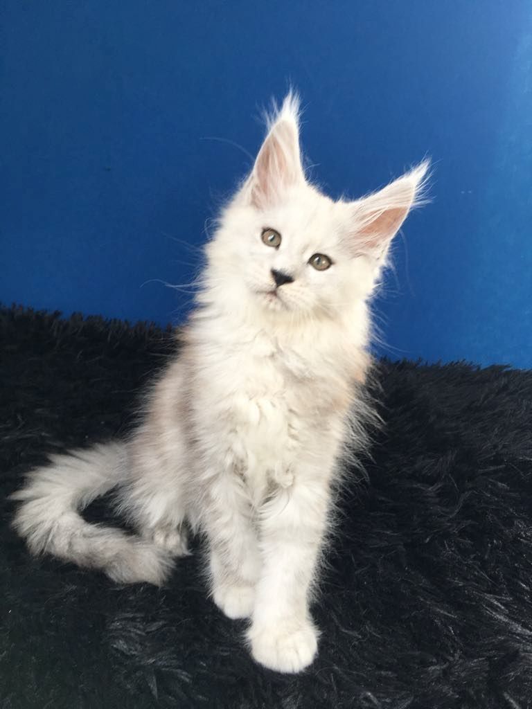 Zen Cattery Royalty - Jagger Zen Cattery Royalty - Jagger
