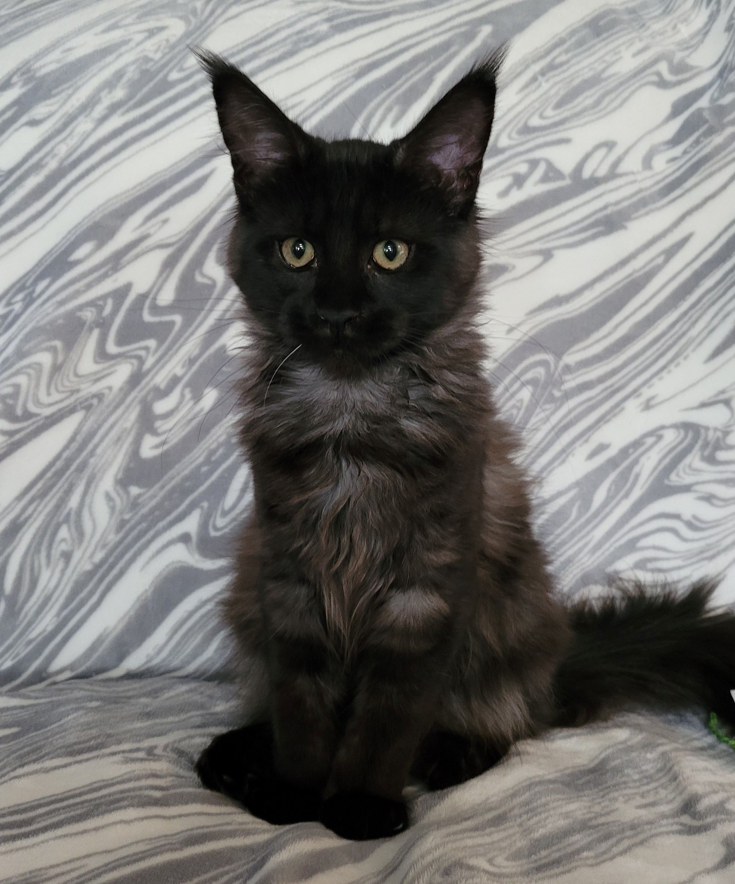 Zen Cattery Royalty - Bella Zen Cattery Royalty - Bella