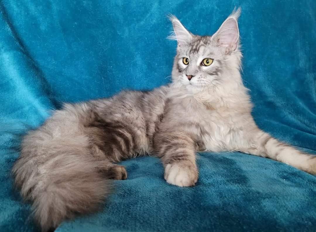 Zen Cattery Royalty - Mufazza Zen Cattery Royalty - Mufazza