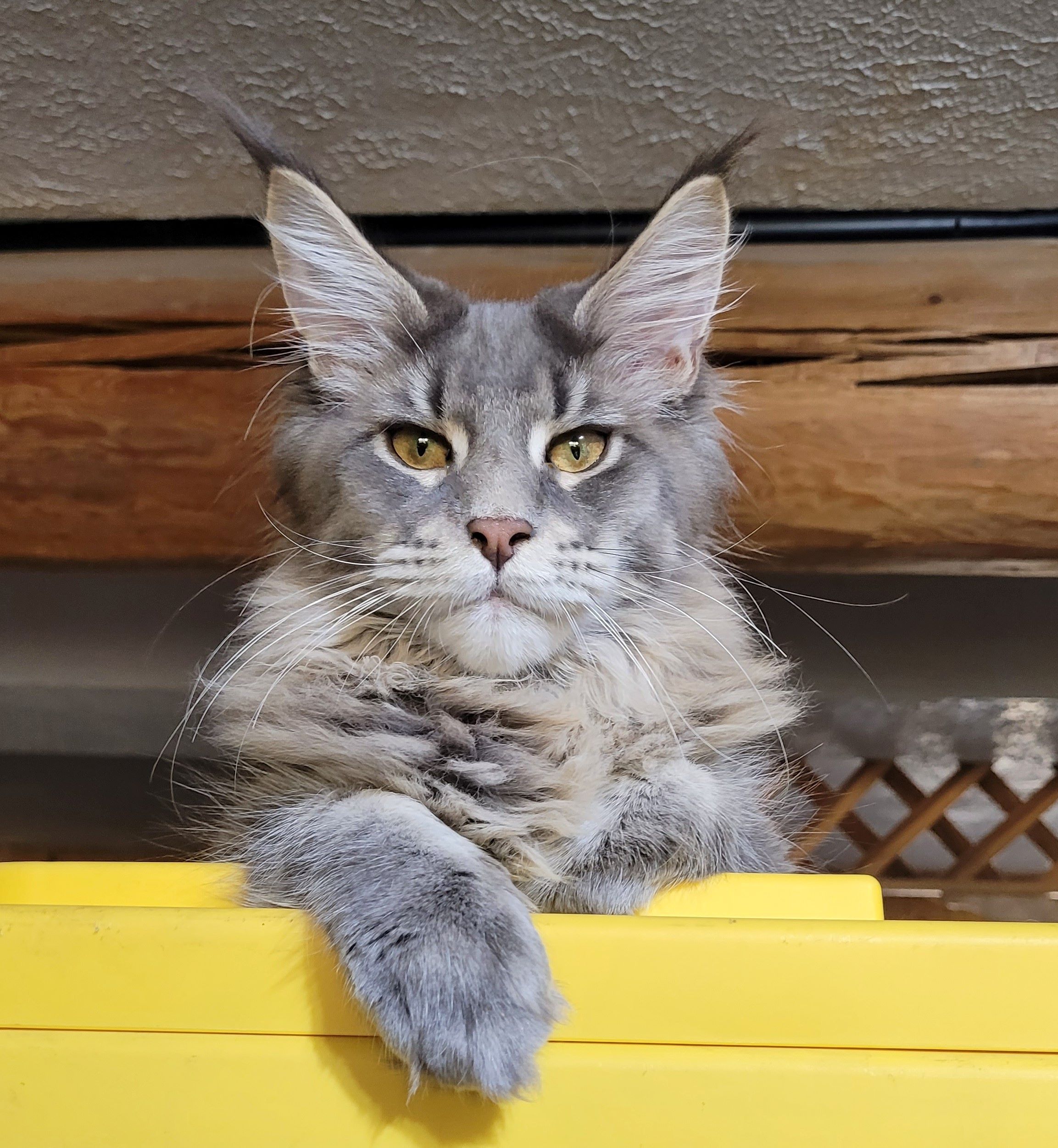 Zen Cattery Royalty - Caesar Zen Cattery Royalty - Caesar