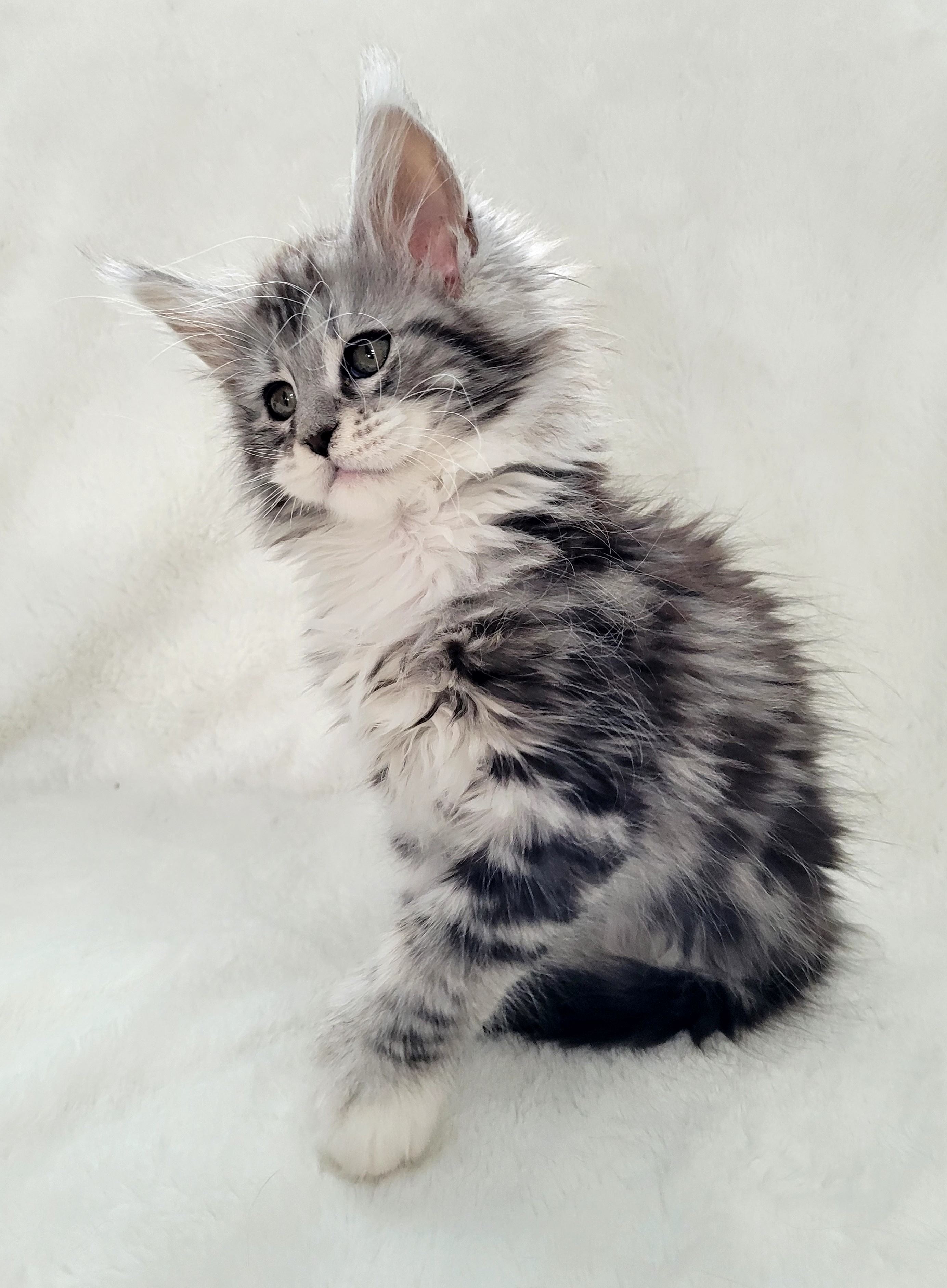 Zen Cattery Royalty - Lily Zen Cattery Royalty - Lily