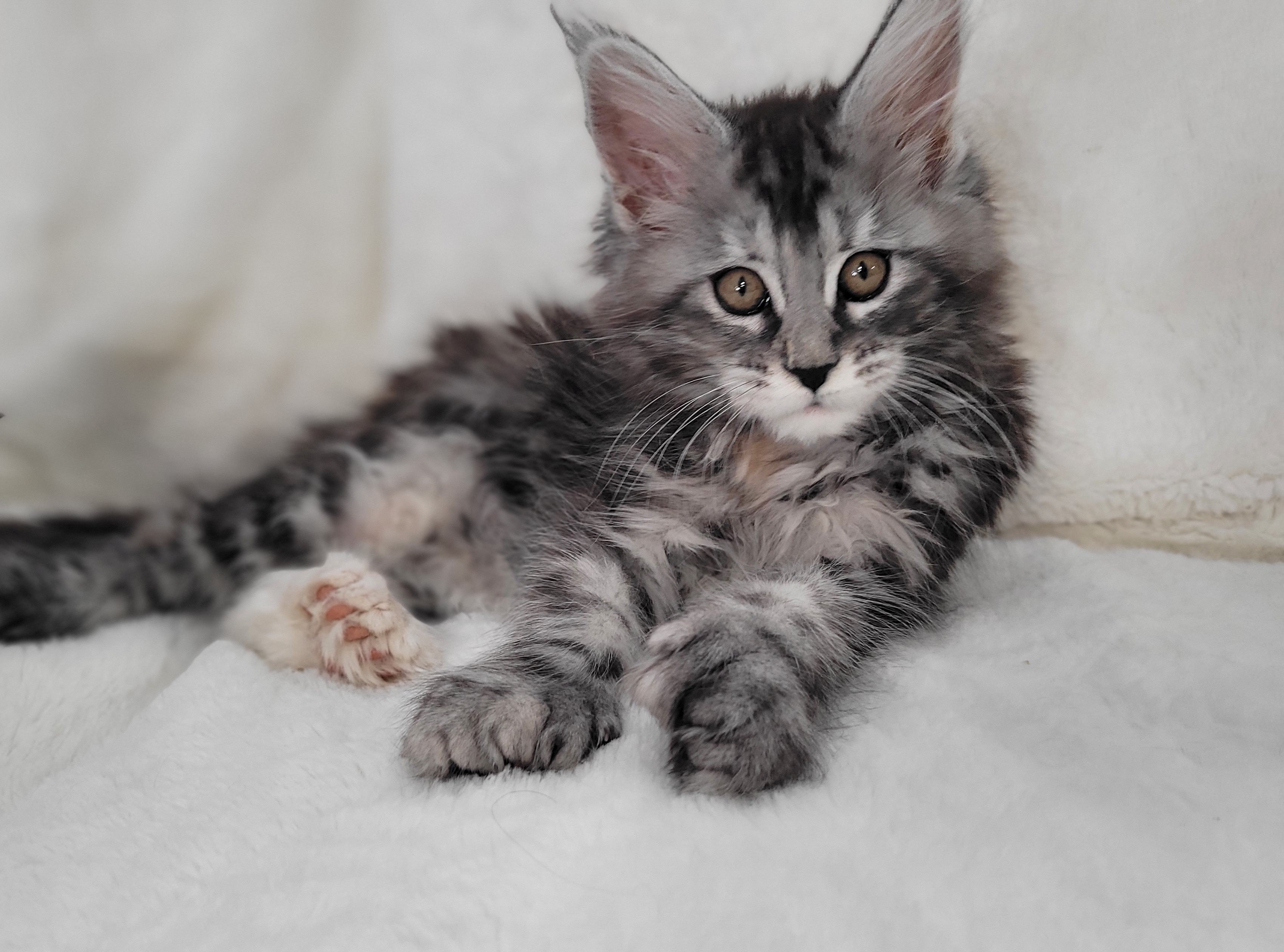 Zen Cattery Available Kittens - Blossom