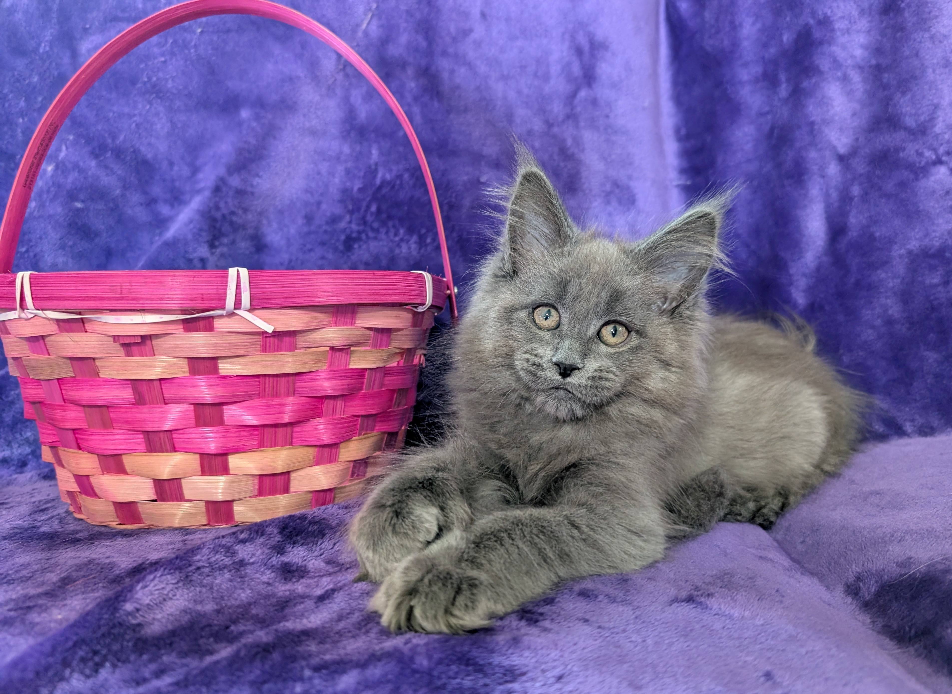 Zen Cattery Available Kittens - Tedeschi