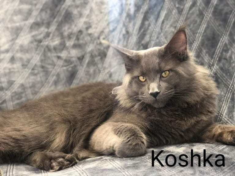 Zen Cattery Royalty - Koshka Zen Cattery Royalty - Koshka