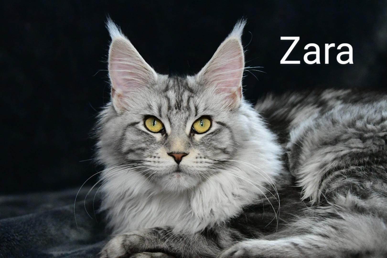 Zen Cattery Royalty - Zara Zen Cattery Royalty - Zara