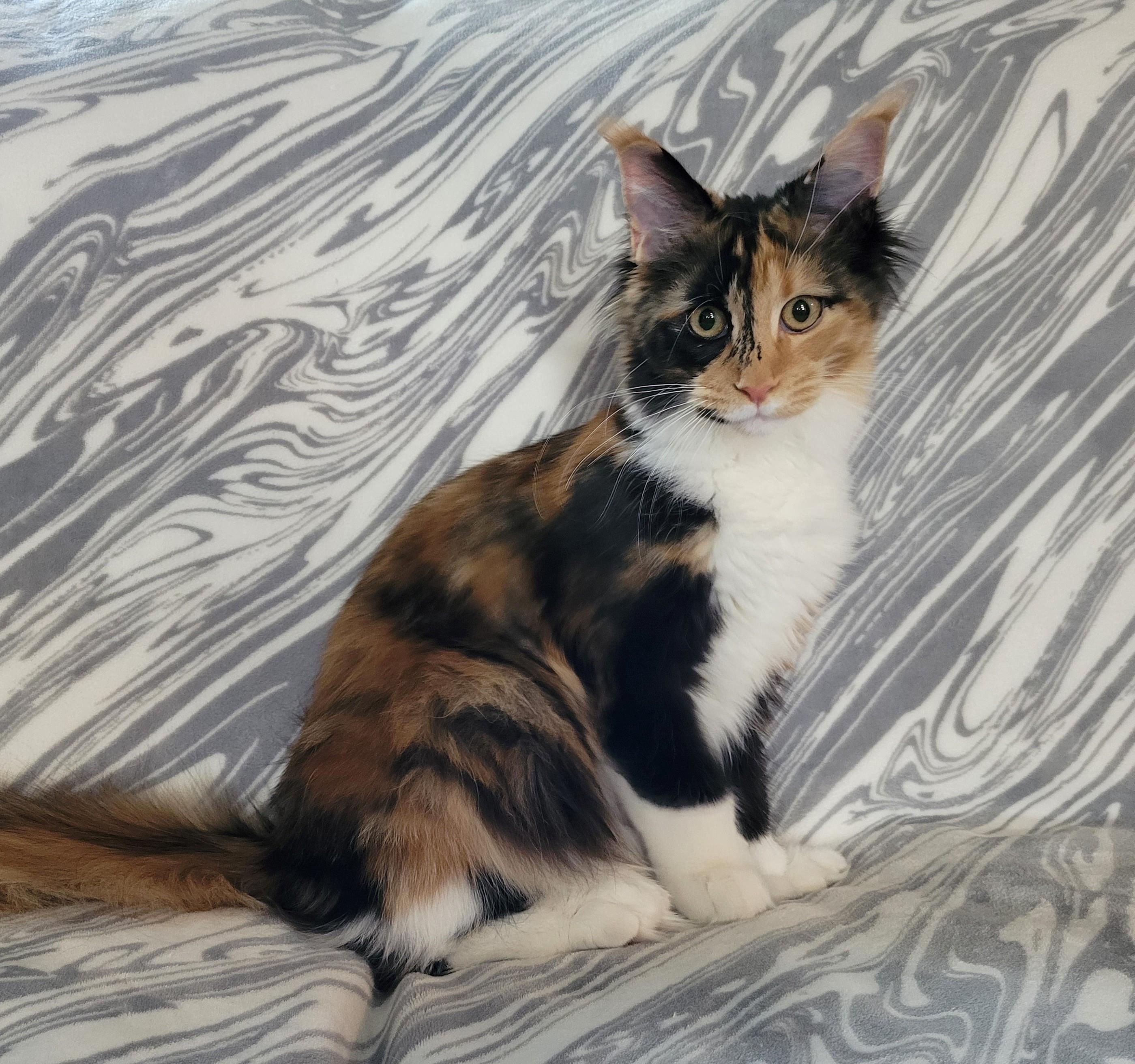 Zen Cattery Royalty - Autumn Zen Cattery Royalty - Autumn